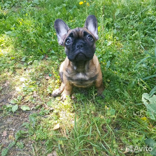Французский бульдог