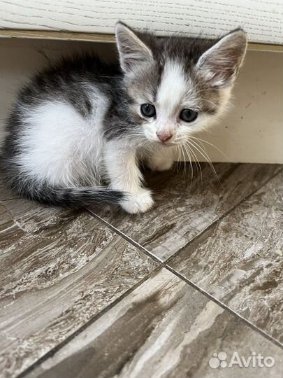 Котик в добрые руки