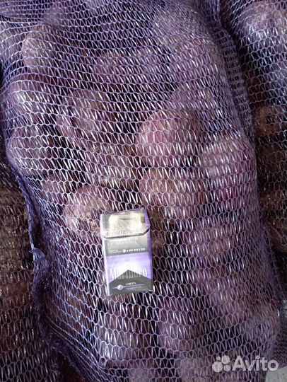 Свекла оптом