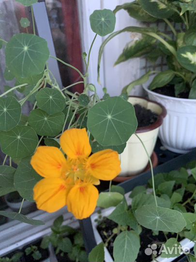 Стойка пьедестал для цветов полка IKEA икеа