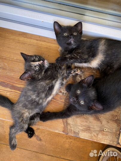 Котята