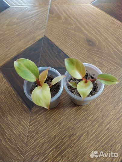 Филодендрон