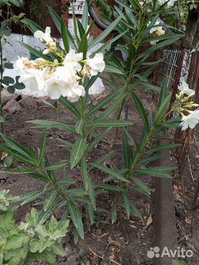 Цветущие олеандры