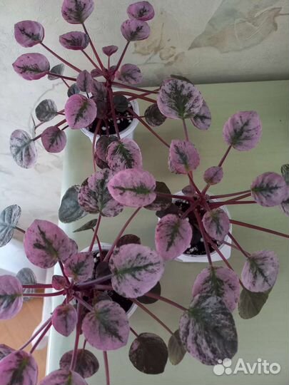 Фиалки трейлеры