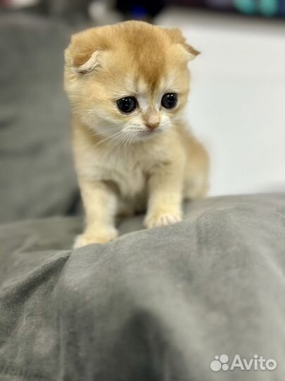 Породистые котята