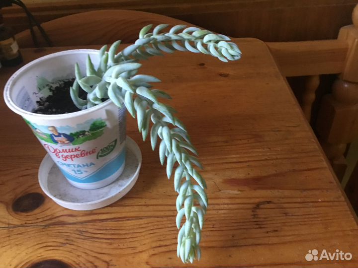 Очиток Моргана