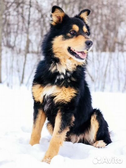 Атаман ищет родителей