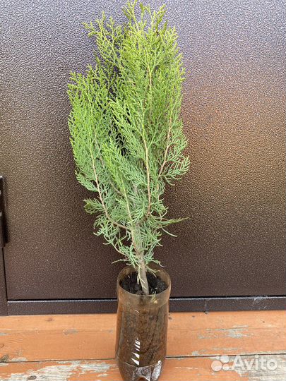 Туя западная Брабант