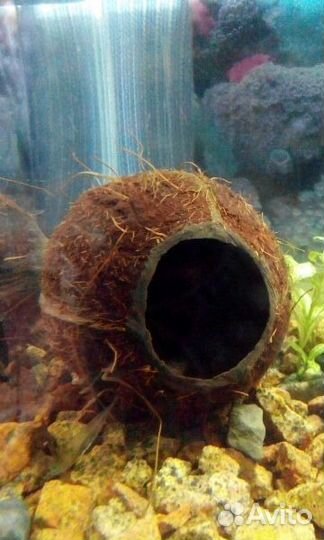 Декор - кокос