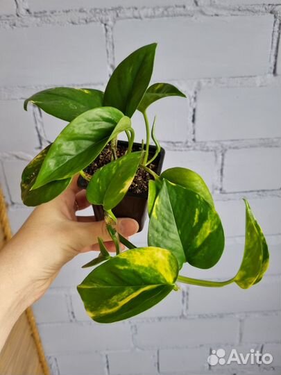 Сциндапсус (лиана)