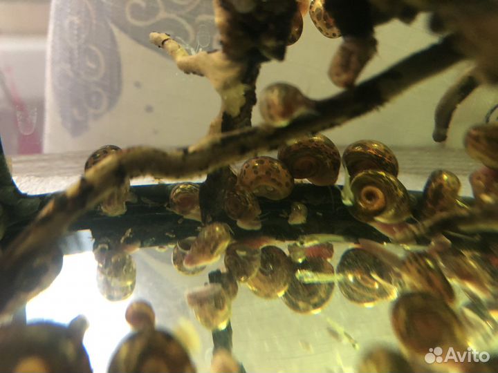 Улитки аквариумные катушки физы растения людвигия