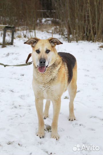 Мир за решеткой собака в дар в добрые руки