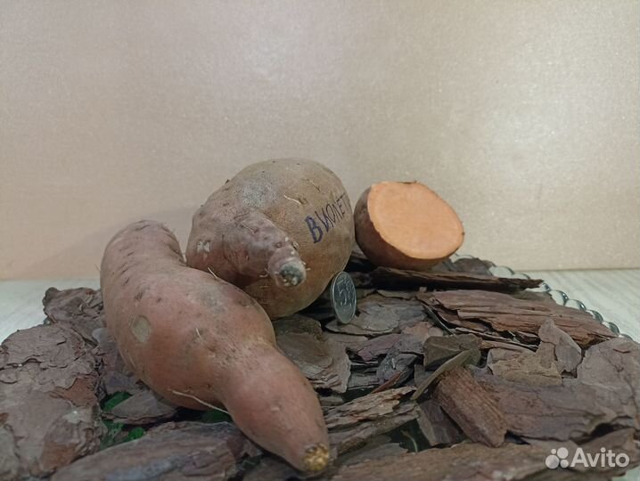 Рассада батата