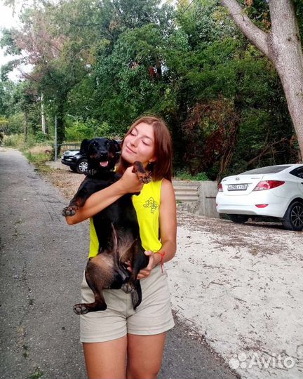 Выгул собак