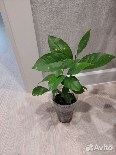 Плодоносящие лимоны