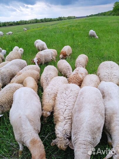 Овцы бараны