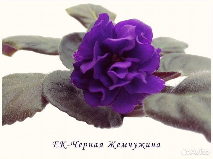 Фиалки сортовые