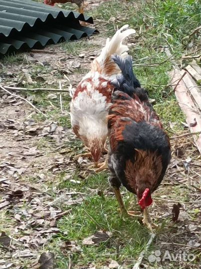 Домашние куриные яйца