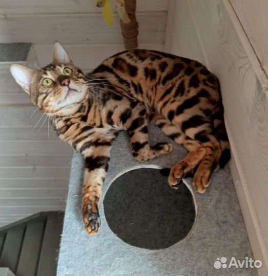 Бенгальский кот вязка