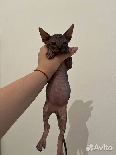 Канадский сфинкс