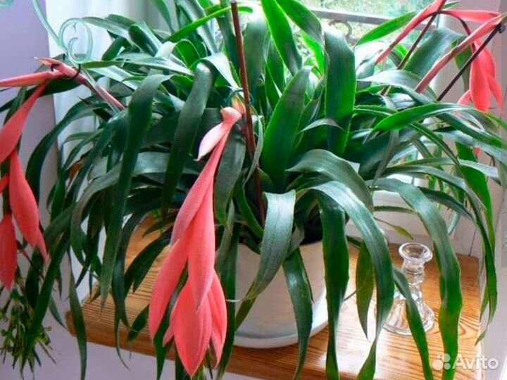 Бильбергия