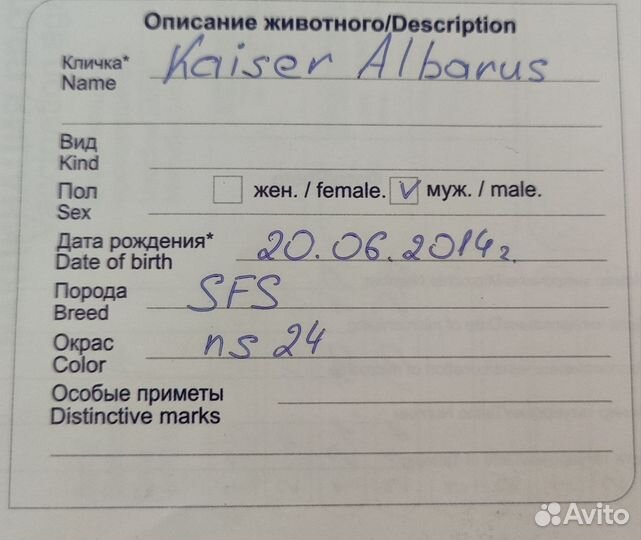 Отдам в добрые руки шотландского кота
