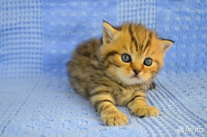 Британская Серебристая шиншилла Британские котята