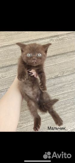 Кошка в дар бесплатно