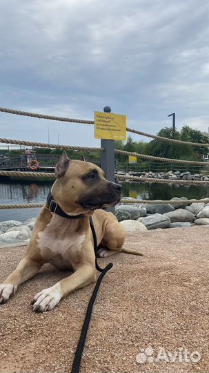 Вязка стафф