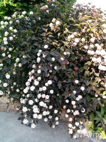 Декоративные многолетние кустарники