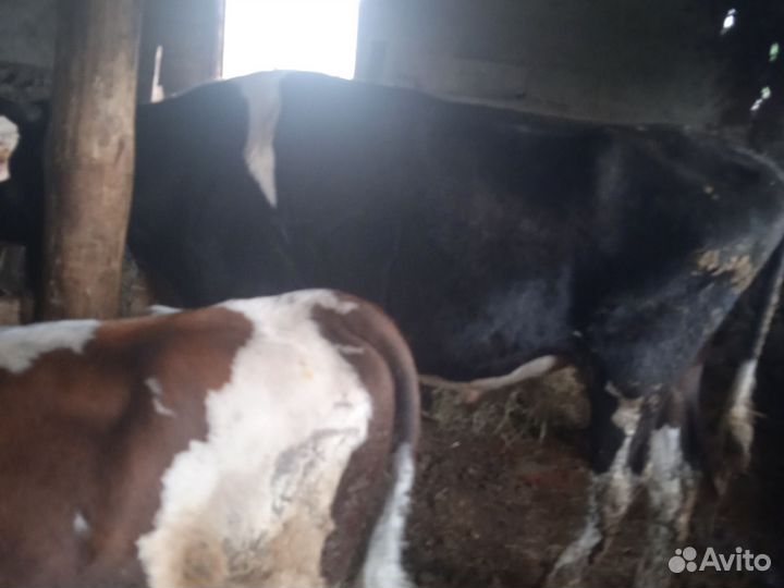 Бычки на откорм продам