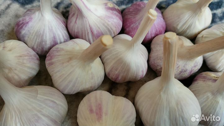 Чеснок