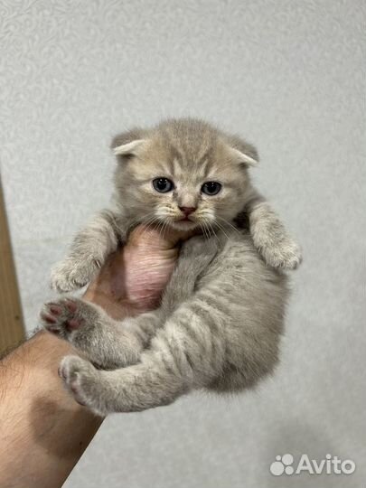 Шотландская вислоухая