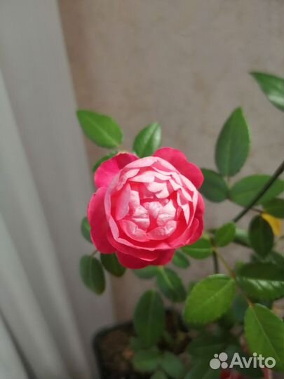 Комнатные растения цветы