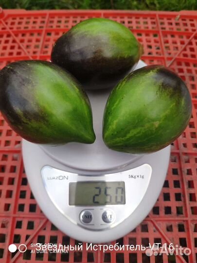 Семена помидоров томатов