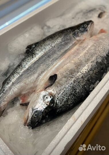 Семга охлажденная Мурманск Доставка