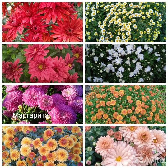 Хризантема мультифолора черенки