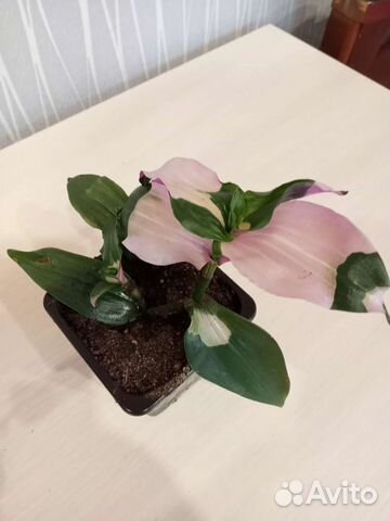 Традесканция застенчивая невеста купить в Воронеже | Товары для дома и ...