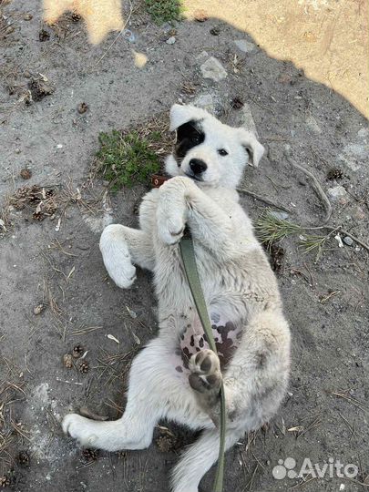 Щенок в добрые руки