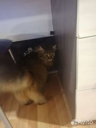 Сибирский кот