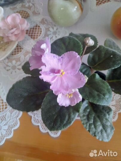 Фиалка сенполия