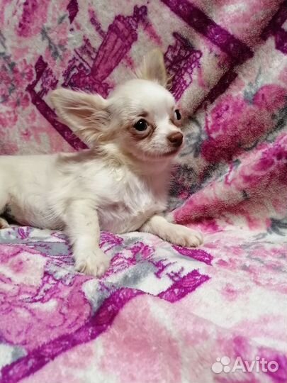 Чихуахуа девочка дш