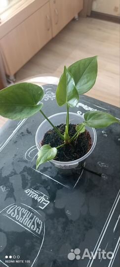 Антуриум Наморе бронь