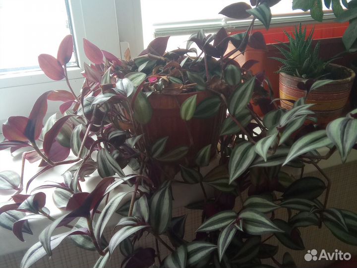 Шефлера очень густое