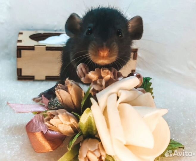 Крысы крысята Дамбо Питомник