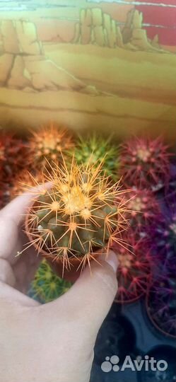 Эхинокактус