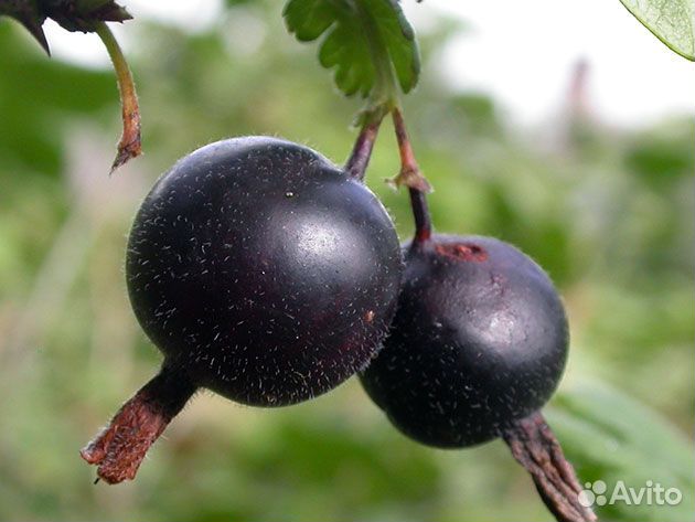 Саженцы чёрной смородины