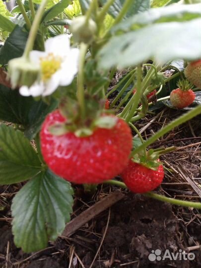 Рассада клубники