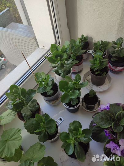 Пеларгония герань фиалка Берёзка Каланхоэ