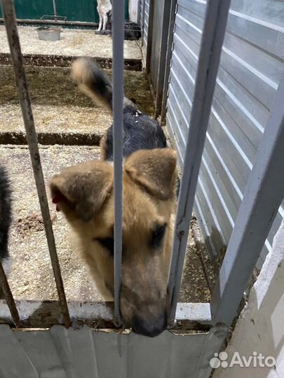Очень ручной малыш на пожизненное в клетку